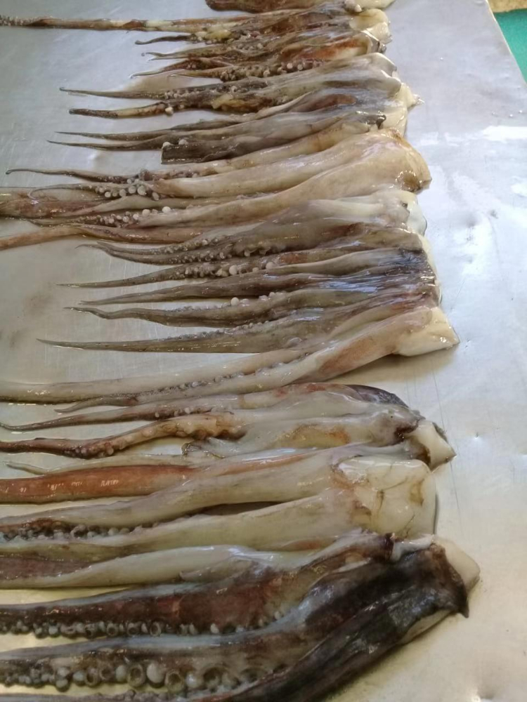 冷凍魷魚(yú)須 FROZEN GIANT SQUID TENTACLES