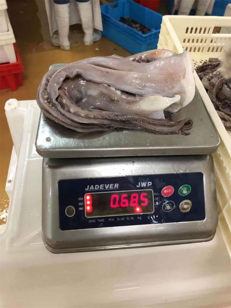 冷凍魷魚(yú)須 FROZEN GIANT SQUID TENTACLES
